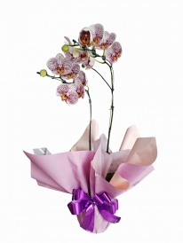 Orquídea phalaenopsis mesclada premium