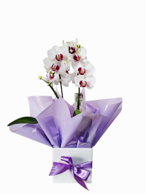 Mini orquídea bramca e pink especial