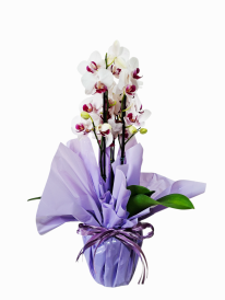 Mini orquídea bramca e pink especial