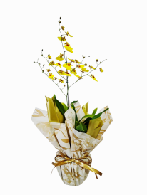 Orquídea chuva de ouro