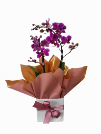 Mini orquídea pink premium