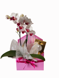 Mini orquídea&Ferrero Rocher