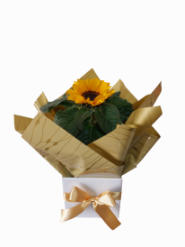 Mini girassol plantado