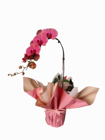 Orquídea phalaenopsis cascata premium 2