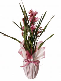 Orquídea cymbidium