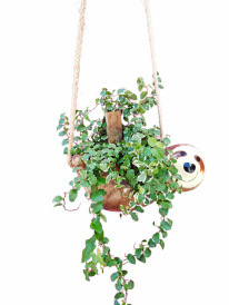 Vaso bicho preguiça e suculente