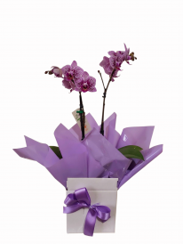 Mini orquídea lilás especial