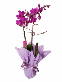 Mini orquídea pink premium