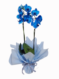Orquídea phalaenopsis azul