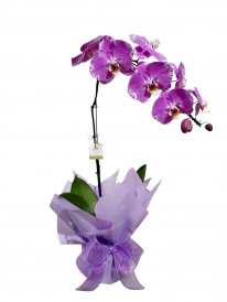 Orquídea phalaenopsis cascata premium