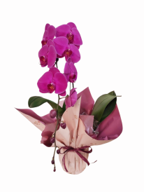 Orquídea phalaenopsis fuccia premium