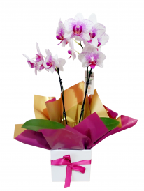 Mini orquídea branca e pink