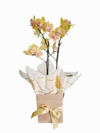 Mini orquídea amarela especial