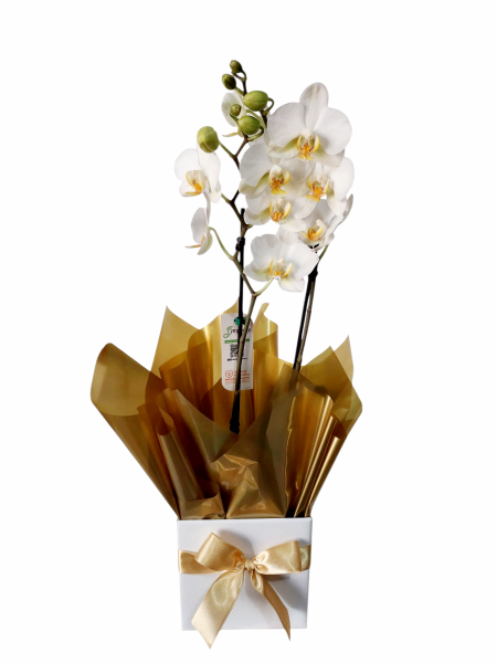 Mini orquídea branca premium