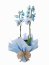 Orquídea phalaenopsis azul
