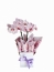 Mini orquídea pink premium