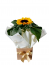 Mini girassol plantado